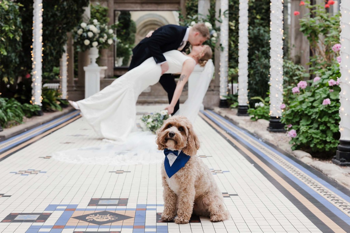 Bride and Groom dip kiss in the conservatory at Sandon Hall watched by their cute dog